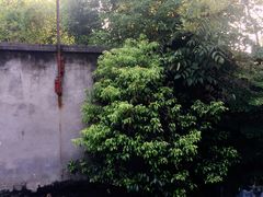 -陈有良尖椒鸡(江津总店)