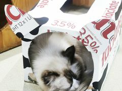 -藏猫猫咖啡主题馆(中央大道店)