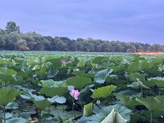 -长春市南湖公园