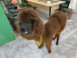 -神奇动物撸宠馆·羊驼·小浣熊·异宠(豫园店)
