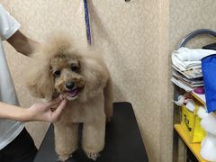 -优缇多格专业宠物美容师培训学校