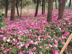 -铁山坪森林公园