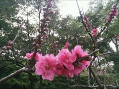 -桃花涧