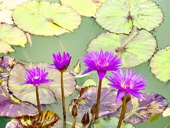 -国家植物园南园