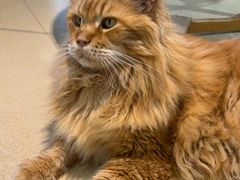 -藏猫猫咖啡主题馆(中央大道店)