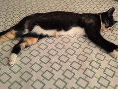 -乖乖宠物医院·猫科·骨科·24小时(云岗分院)