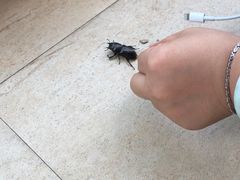 -成都蒲江花样年福朋喜来登度假酒店·宜客乐西餐厅