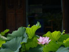 -莫催咖啡