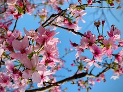 -天适樱花悠乐园