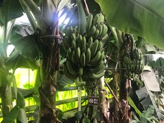 -呀路古热带植物园