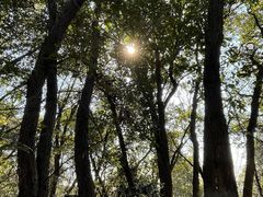 -杭州半山国家森林公园