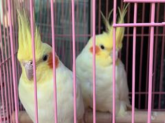 -曲阳花鸟市场(曲阳路店)