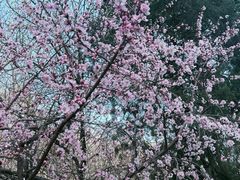 -桃花堤公园