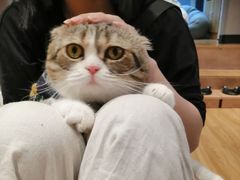 -啵啵喵·猫咖(攀华国际店)