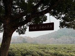 -中国茶叶博物馆(双峰馆区)