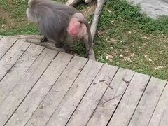 -大连森林动物园