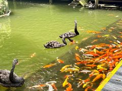 -海南槟榔谷黎苗文化旅游区