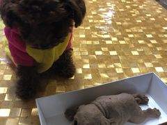 -康乐宝动物医院