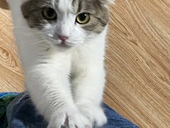 -松果猫咖(桐乡吾悦金街店)