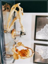 -PinooTattoo皮奴刺青纹身设计总部