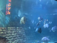 -烟台海昌鲸鲨海洋公园