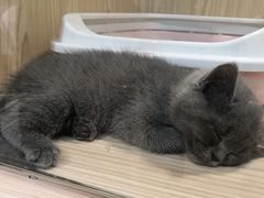 -屋虎猫馆(宝安大仟里店)