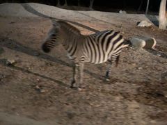 -清迈夜间动物园