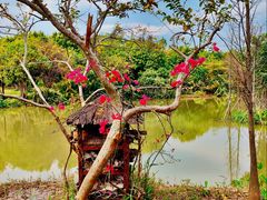 -海珠湖公园