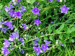 -国家植物园南园