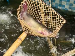 -九寨沟石锅鱼(沣峪口二十年店)