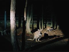 景点-清迈夜间动物园