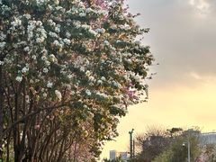 -飞翔公园(地铁站)