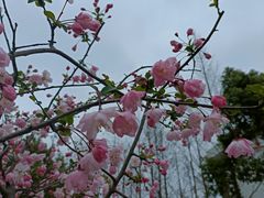 -顾村公园
