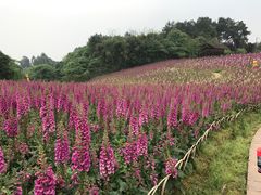 -保利石象湖景区