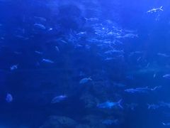 -左海海底世界