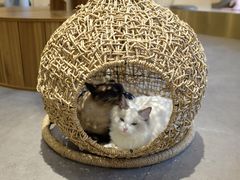 -飞行喵MR PILOT|猫舍·猫咖(静安大融城店)