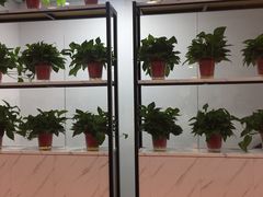 -皖北巫氏三胖地锅鸡(正大店)