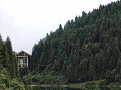 -武陵山森林公园