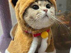 -艾贝尔宠物医院 ·内科全科(梁溪路店)