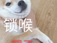 -柴犬小屋·柴餐厅·狗咖食堂(金鼎广场店)