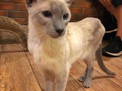 -more than meow吴止猫主题餐厅(承德 中船汇店)