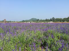 -北京东方普罗旺斯薰衣草庄园