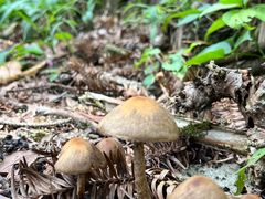 -姑婆山旅游区