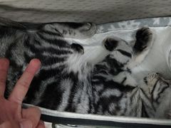 -纳吉亚猫专科动物诊疗中心(蒋宅口分院)