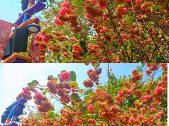 -广州长隆野生动物世界
