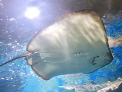 -锦艺城海洋馆