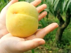 -樂桃源奉贤黄桃种植采摘基地