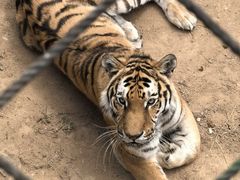 -西霞口神雕山野生动物世界