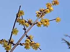-中央公园(苏州工业园区)