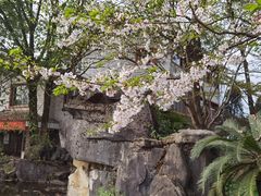 -南山植物园